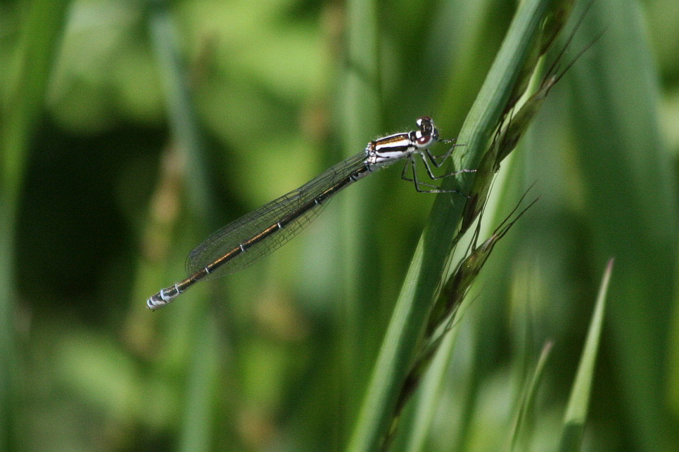 Coenagrion puella?